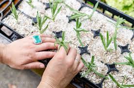 Image result for lavender cuttings