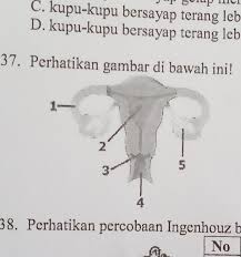 Tahapan perkembangan pada masa embrio. 37 Perhatikan Gambar Di Bawah Ini Berdasarkan Gambar Diatas Tempat Untukperkembangan Embrio Dan Brainly Co Id