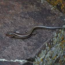 Western Skink Burke Museum