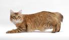 American Bobtail Cat Breed Information, Pictures ...