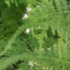 Image result for Asparagus falcatus