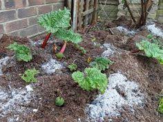 comment recycler la cendre de bois au jardin jardinage jardins blog jardin