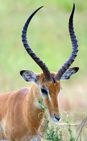 Deer and relatives of the deer, like the moose, have antlers; Horn Anatomy Wikipedia