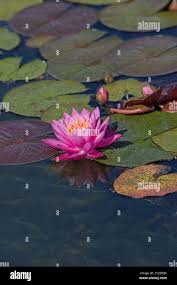 Image result for Nervilia lilacea