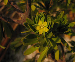 Image result for Suriana maritima