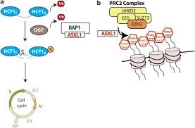 Sporadic malignant mesothelioma, somatic bap1. The Asxl Bap1 Axis New Factors In Myelopoiesis Cancer And Epigenetics Leukemia