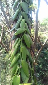 Image result for Vanilla polylepis
