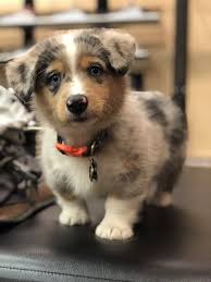 Australian Shepherd Mix Black And Brown Samsonthecorgi Sosa Pembroke Welsh Corgi And Australian Shepherd Mix Corgi A Corgi Aussie Mix Australian Shepherd Mix Puppies Australian Shepherd Puppies