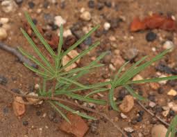 Image result for Ipomoea bolusiana