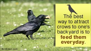 When i walked to my car this morning, i saw 1 crow laying in my front yard, it would move it's head but not it's body no matter how close i got to it and another in my back yard acting the same way. How To Attract Crows To Your Backyard Bird Eden