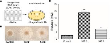 Read on to learn about the benefits of butyrate, possible side effects, and sources. An Efficient System For Intestinal On Site Butyrate Production Using Novel Microbiome Derived Esterases Journal Of Biological Engineering Full Text