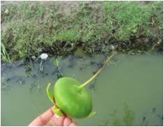 Image result for Sonneratiaceae