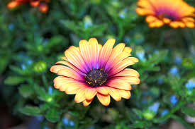 Image result for paprskovka obrázek