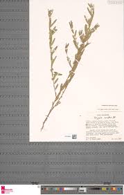 Image result for Polysphaeria lanceolata