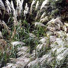 Pin On Cabin Gardening Ornamental