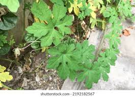 Image result for Momordica repens