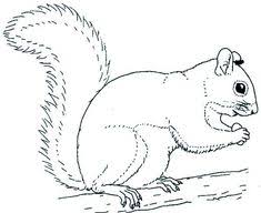 Calm species from a farm, like horse, donkey, dog, goat, cow, and pigs. Grey Squirrel Coloring Page Download Print Online Coloring Pages For Free Squirrel Coloring Page Squirrel Coloring Pages Animal Coloring Pages