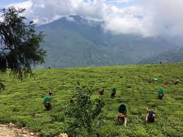 Due to the regulations of organic farming, few options remain for organic farmers to manage pests and diseases in their crops compared to conventional farming. Sikkim S State Policy On Organic Farming And Sikkim Organic Mission India Panorama