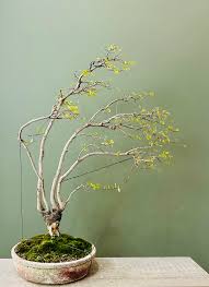 Image result for Celtis africana