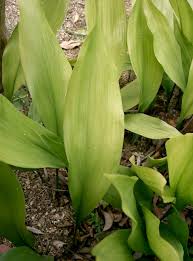 Seedless vascular plants in florida. Common Non Vascular Plants Shefalitayal