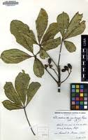 Image result for Vitex madiensis