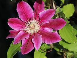 Maybe you would like to learn more about one of these? Clematis Dr Ruppel Clematis Dr Ruppel Baumschule Horstmann