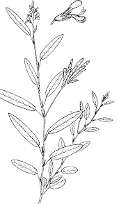 Image result for Alysicarpus