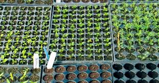 start seedlings indoors like a pro