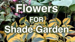 We did not find results for: Shade Garden Flowers 25 Perennials Proven To Grow Youtube