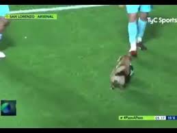 Catch the latest arsenal and san lorenzo news and find up to date football standings, results, top scorers and previous winners. Perro Jugando En Cancha San Lorenzo Vs Arsenal Youtube