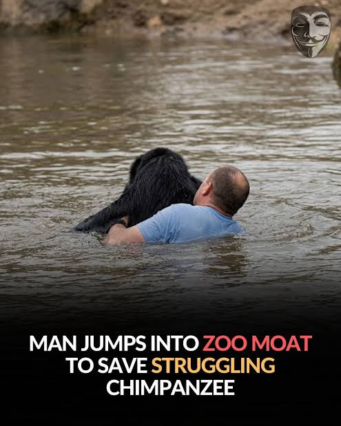 Truck driver saves chimpanzee at Detroit zoo
