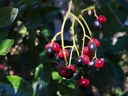 Image result for Apodytes dimidiata