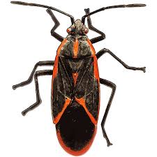 Black bug with red stripes. Identify And Control Boxelder Bugs