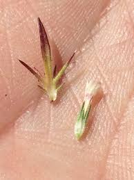 Image result for Polemoniaceae