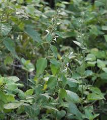 Image result for Hypoestes forskaolii