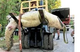 I guess what you mean to ask is what is a crocodile death roll? Severely Injured Giant Crocodile Euthanised The Star