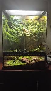 Female Crested Gecko About 1 Year Old Exo Terra Glass Terrarium 45x45x60cm Exo Terra 45cm Canopy Du Beard Crested Gecko Gecko Terrarium Crested Gecko Habitat