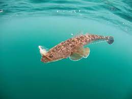 Flat Out On Flatheads Club Marine Australia