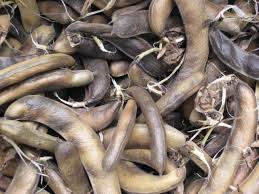 Image result for Vicia faba