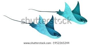 Check out the nicest eagle tattoos ever inked!eagle tattoos are empowering and full of masculinity. The Best Free Manta Drawing Images Download From 79 Free Drawings Of Manta At Getdrawings