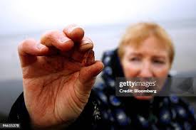 329 Wanda Beach Stock Photos, High-Res Pictures, and Images