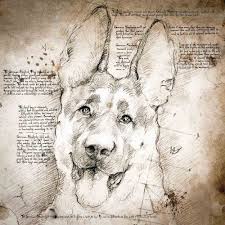 German Shepherd Detail English Detail Of A Da Vinci Style Drawing Da Vinci Drawings German Shepherd Art Canine Art