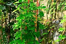 Image result for Momordica pterocarpa