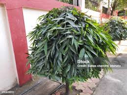 Image result for Monoon longifolium