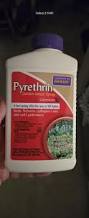 Image result for Pyrethrin