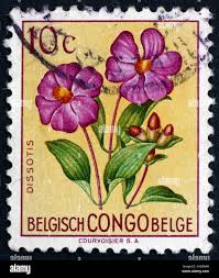 Image result for Dissotis brazzae