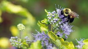 Berries, melons, cucumbers, squash, and fruit trees, especially cherry trees, all produce fragrant flowers and fruit that bees love. 6 Plants Bees Love Garden Gate