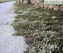 Image result for Mellera lobulata