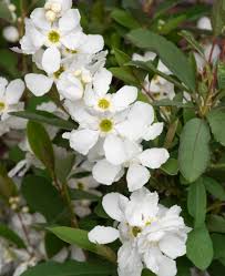 Image result for Exochorda