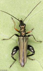 Black And Yellow Longhorn Beetle Uk Oedemera Flavipes Insects Beetle Bugs